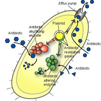 ADQUIRINDO RESISTÊNCIA DNA TRANSPOSONS