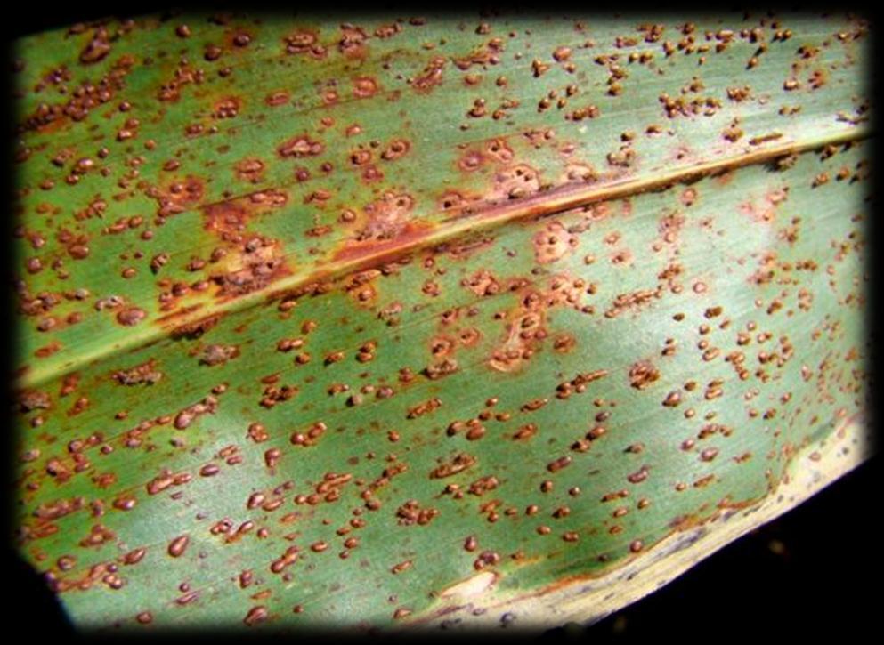 FERRUGEM Puccinia purpurea Condições mais frias e