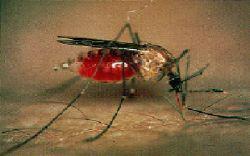 20 Introdução Figura 3.Via mais comum de transmissão da malária: picada da fêmea do mosquito Anopheles (Vale, 2003). 1.4.2. Transmissão Induzida Além da transmissão natural, existem outras formas de transmissão do Plasmodium nomeadamente a transmissão induzida.