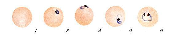 32 Introdução Figura 13. Trofozóitos jovens em forma de anel de P. malariae (Coatney et al., 1971).