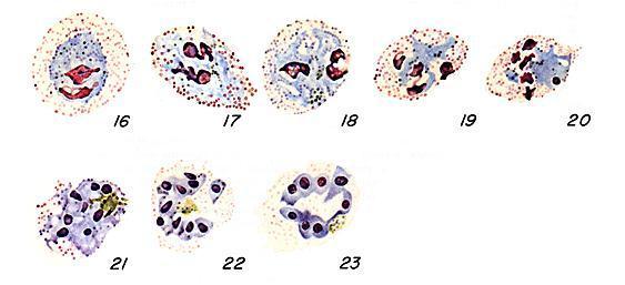 36 Introdução Figura 19. Esquizontes de P. ovale (Coatney et al., 1971).