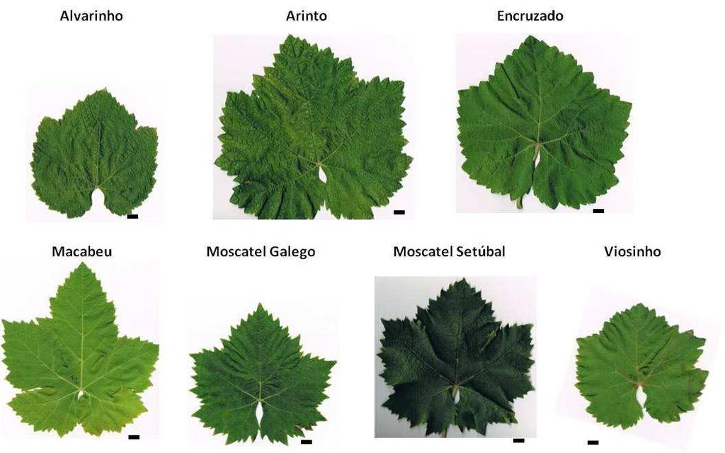 Figura 4 Imagens de folhas adultas das cultivares em estudo: Alvarinho, Arinto, Encruzado, Macabeu, Moscatel Galego, Moscatel de Setúbal e Viosinho (barra 1 cm).