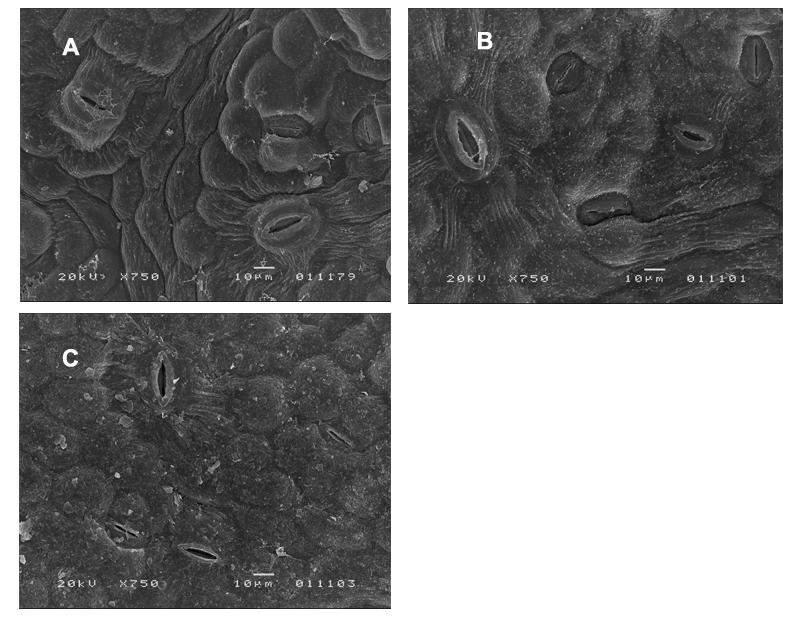 Figura 13 Microfotografias de três cultivares de Vitis vinifera subsp. vinifera (MEV x 750), mostrando os diversos tipos de estoma (seta).
