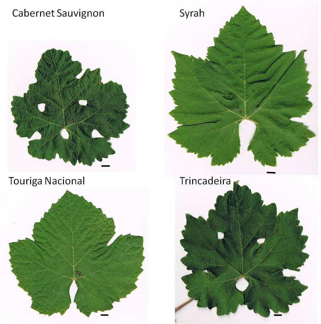 4.2 Morfoanatomia foliar das cultivares tintas As características biométricas morfoanatómicas das quatro cultivares tintas estudadas de Vitis vinifera subsp.