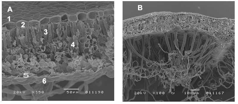 Nos parâmetros epidérmicos observaram-se diferenças significativas entre cultivares. A cutícula da epiderme, quer superior quer inferior, era mais espessa na cultivar Cabernet Sauvignon.