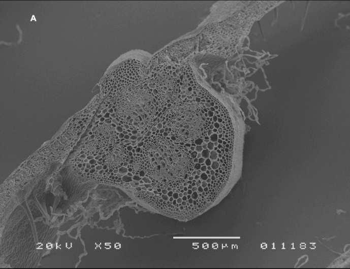 À semelhança do verificado para as cultivares brancas, também nas tintas se verifica uma maior densidade de tricomas junto às nervuras