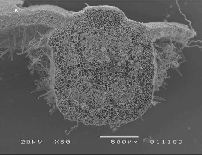 vinifera, evidenciando a densidade de tricomas junto das nervuras principais.
