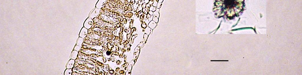 Ekici & Done (2009) afirmam que é muito frequente a observação de cristais de oxalato de cálcio em plantas superiores e em fungos.