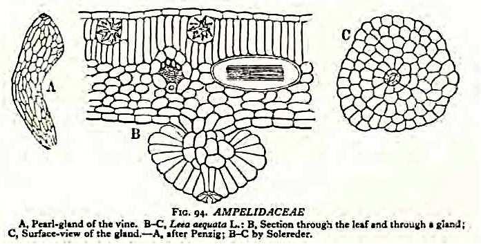 Figura 32 Representação gráfica de uma glândula perlada e seus pormenores (Metcalf and Chalk, 1950, from Solereder, 1908) Estas glândulas podem observar-se em vários géneros de Vitaceae, sendo que