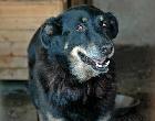 Rouca, Fêmea Cão Rafeiro de porte Grande com 14 anos..ao nosso cuidado há mais de 14 anos. Usar Referência 7749 para mais informação. http://www.