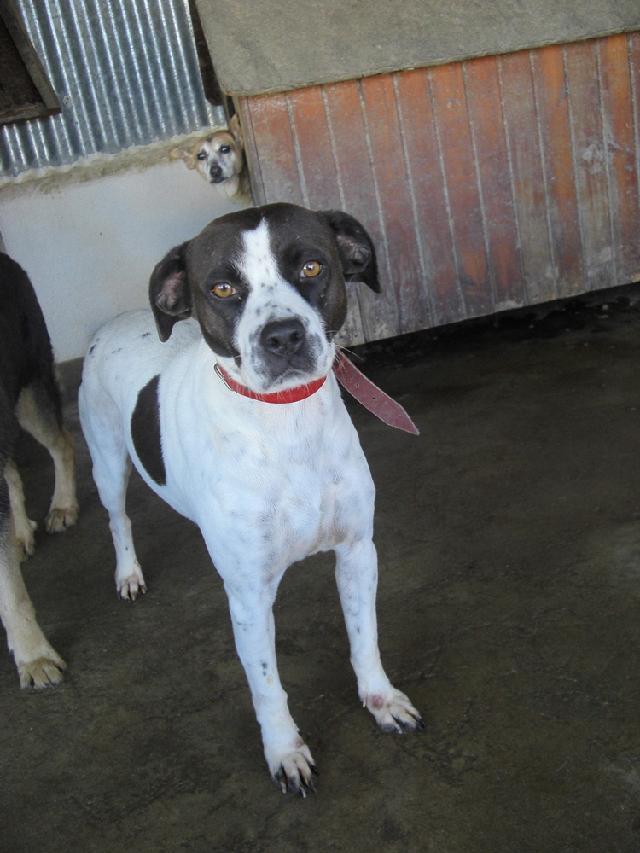 .. fui deixada na Associação dos Amigos dos Animais Abandonados da Moita com uma gravidez avançada.