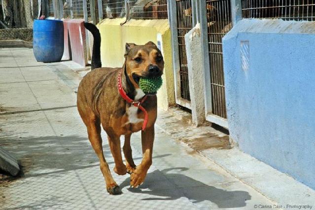 Becky, Fêmea Cão Rafeiro de porte Médio com 6 anos..ao nosso cuidado há mais Usar Referência 7410 para mais informação. http://www.portugalzoofilo.net/caes/cao.jsp?