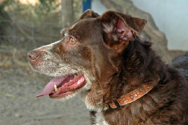 Castanha, Fêmea Cão Rafeiro de porte Médio com 15 anos..ao nosso cuidado há mais de 15 anos. Usar Referência 7603 para mais informação. http://www.portugalzoofilo.net/caes/cao.jsp?