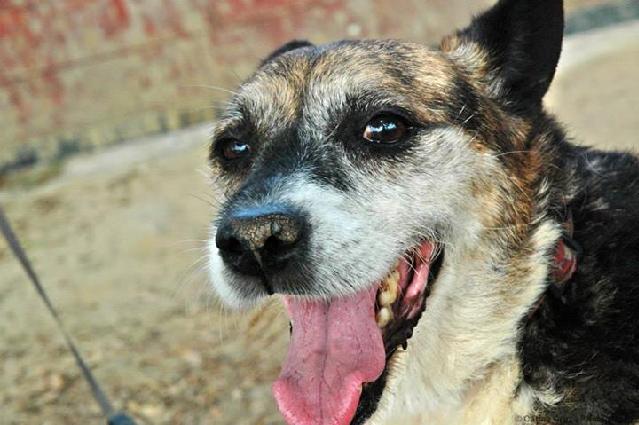 Max, Fêmea Cão Rafeiro de porte Pequeno com 17 anos..ao nosso cuidado há mais de 17 anos. Usar Referência 7438 para mais informação. http://www.portugalzoofilo.net/caes/cao.jsp?