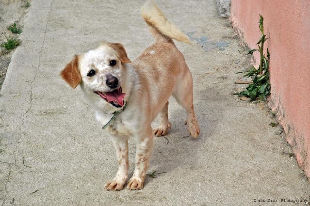 Nina, Fêmea Cão Rafeiro de porte Pequeno com 8 anos..ao nosso cuidado há mais Usar Referência 7431 para mais informação. http://www.portugalzoofilo.net/caes/cao.jsp?