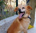 Piriquito, Macho Cão Rafeiro de porte Pequeno com 15 anos..ao nosso cuidado há mais de 15 anos.