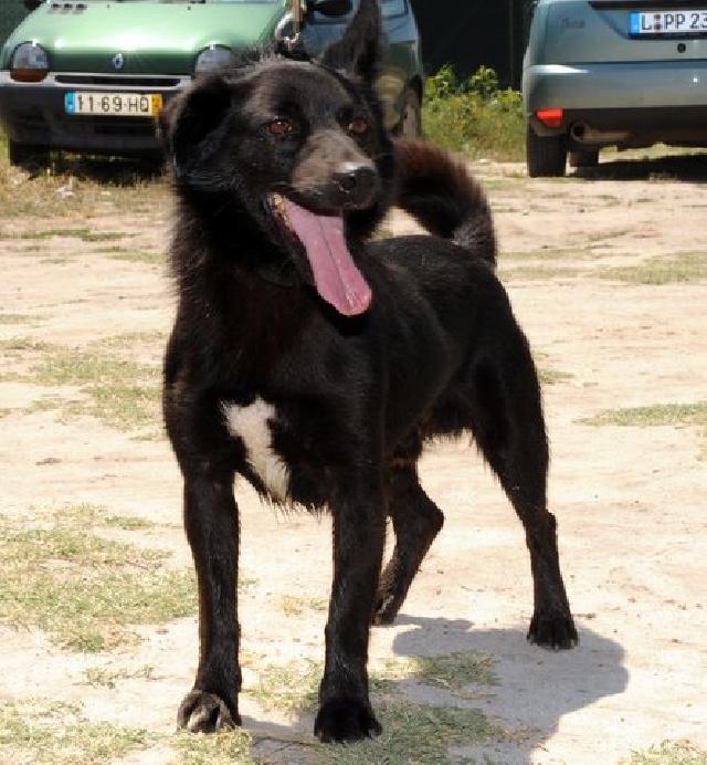 Veloz, Macho Cão Rafeiro de porte Pequeno com 13 anos..ao nosso cuidado há mais de 13 anos. Usar Referência 7439 para mais informação. http://www.portugalzoofilo.net/caes/cao.jsp?