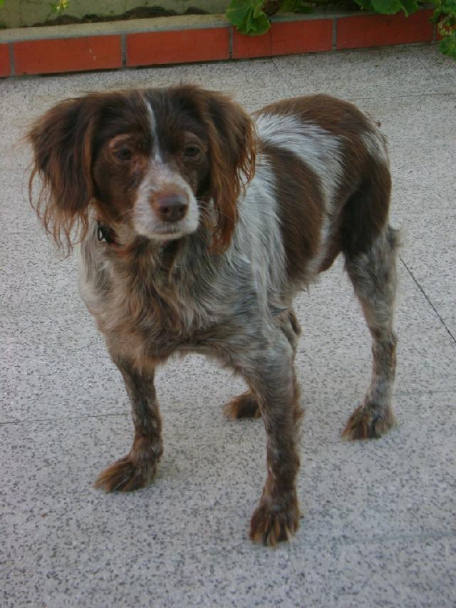 É arraçada de Epagneul Bretão, mas é um Epagneul em ponto pequeno e muito gordinho!