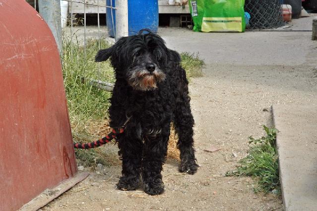 Pumba, Macho arraçado(a) de Poodle Miniatura de porte Pequeno com 16 anos..ao nosso cuidado há mais de 16 anos. Usar Referência 7413 para mais informação. http://www.portugalzoofilo.net/caes/cao.jsp?