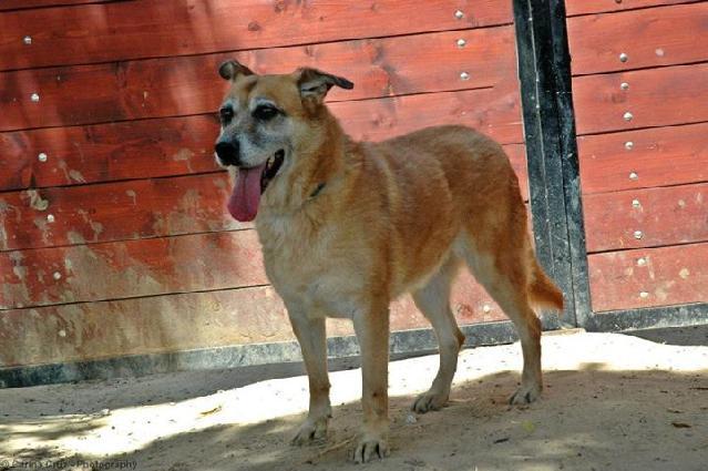 Nina do Johny, Fêmea Cão Rafeiro de porte Grande com 15 anos..ao nosso cuidado há mais de 15 anos. Usar Referência 7607 para mais informação. http://www.portugalzoofilo.net/caes/cao.jsp?