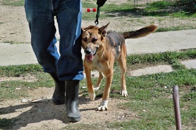 Foi levado para a clinica veterinária e após raio-x descobriu-se que tem luxação do cotovelo direito :(Ou seja, é como se tivesse partido a pata, pois o trabalho de voltar a colocar no sitio é muito