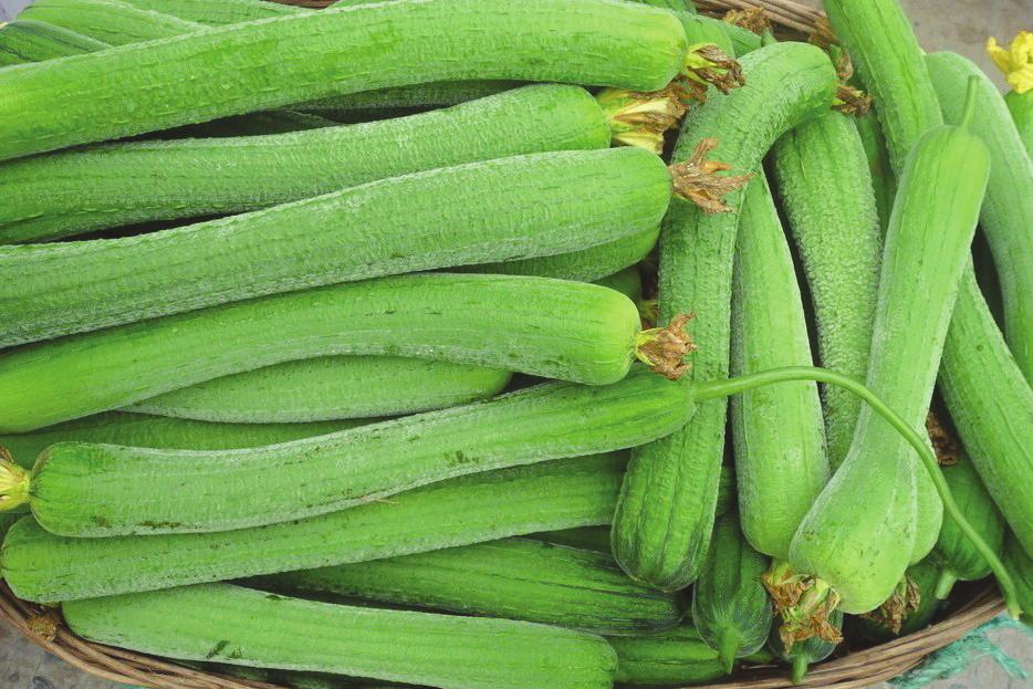 A planta, provida de gavinhas, tem hábito de crescimento trepador, sendo a produção