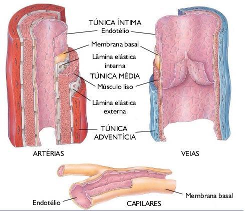 HISTOLOGIA DOS VASOS SANGUÍNEOS Os vasos sanguíneos são