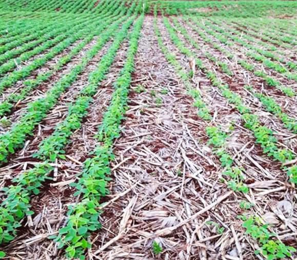 VIGOR Emergência rápida e uniforme. População ajustada mesmo sob condições de estresse. Plantas de alto desempenho, com melhor estrutura de produção.