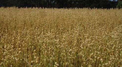 AVEIA PRETA AGROQUARAÍ CARACTERÍSTICAS AGRONÔMICAS Ciclo Dias maturação Dias floração Densidade (pl/m 2 ) cob.solo Densidade (pl/m 2 ) prod. sem.