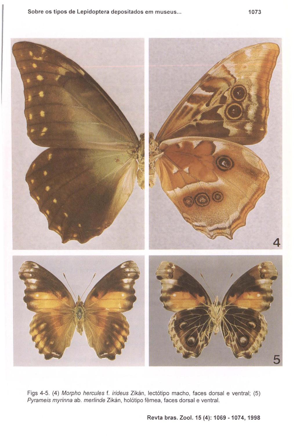 Sobre os tipos de Lepidoptera depositados em museus... 1073 Figs 4-5. (4) Morpho hercules f.