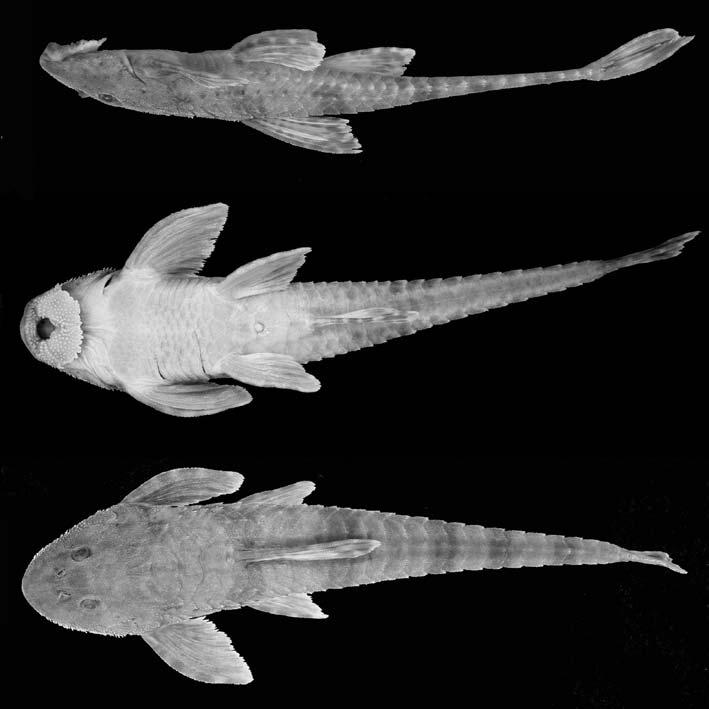 Nove novas espécies do gênero Rineloricaria (Siluriformes... 109 12865); Arabutã (rio Jacutinga a montante da ponte SC465), 76,1mm CP (MCN 12817). Diagnose.