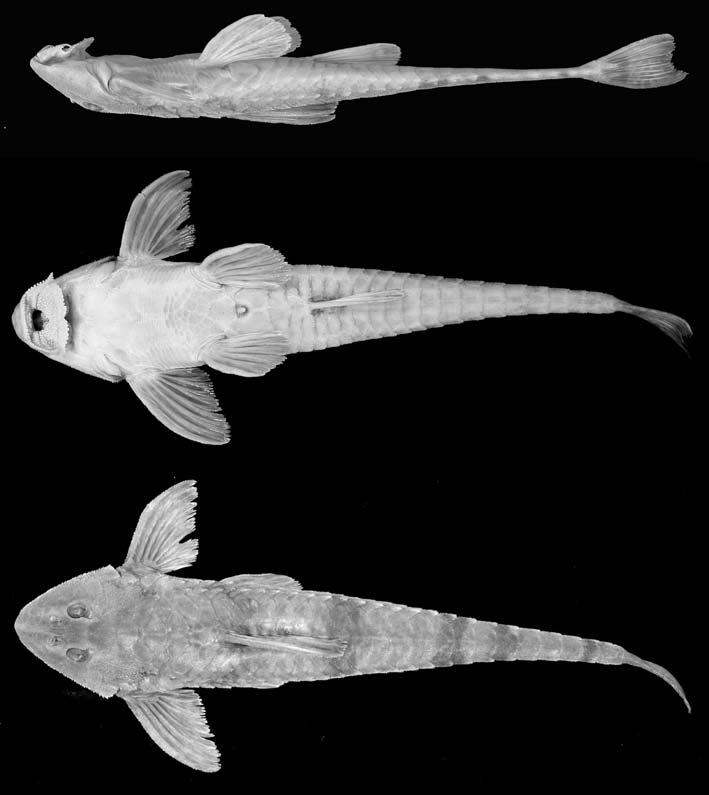 Nove novas espécies do gênero Rineloricaria (Siluriformes... 115 Perfil anterior da cabeça em vista dorsal triangular.