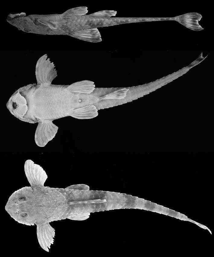 Nove novas espécies do gênero Rineloricaria (Siluriformes... 105 Abdome revestido posteriormente pela placa préanal bem desenvolvida, margeada anteriormente por três placas poligonais.