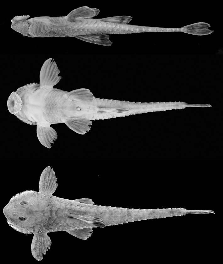 Nove novas espécies do gênero Rineloricaria (Siluriformes... 107 CP, 27.VII.1995, L. Hahn & L. F. Câmara cols.