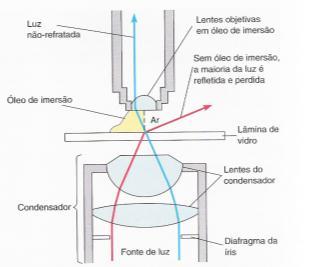 Portanto, nunca focalizar abaixando o canhão com o parafuso macrométrico olhando para a ocular; c) Não tocar as