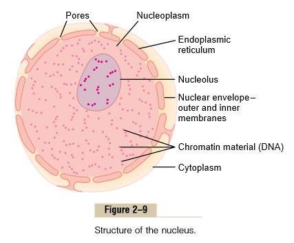 Núcleo