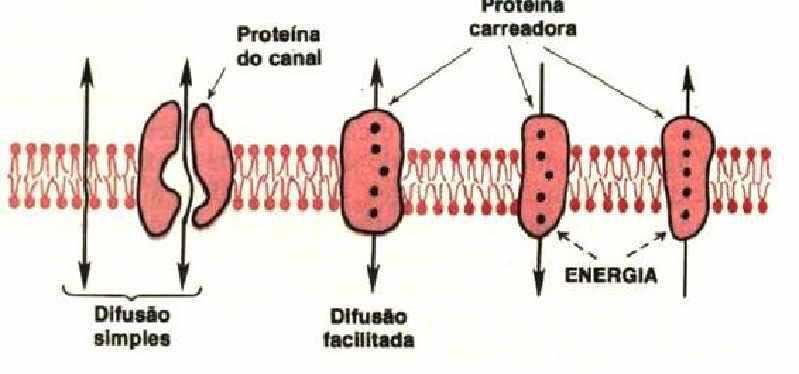 Difusão e transporte ativo Fig. 4.