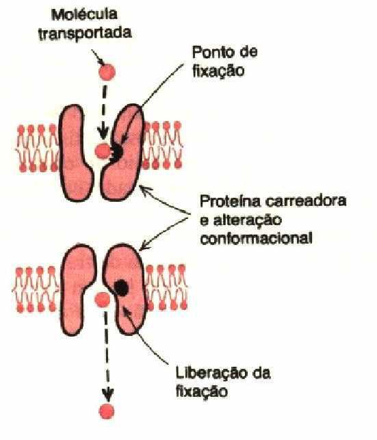 Exemplo: Transporte de glicose (glucose transporters GLUT) Fig. 4.