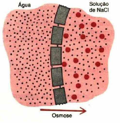 Osmose Movimento de água entre meios com diferentes concentrações de soluto