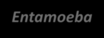 AGENTE ETIOLÓGICO Entamoeba dispar DISENTERIA AMEBIANA AMEBÍASE Entamoeba histolytica Protozoário Sarcodíneo (Rizópode) EPIDEMIOLOGIA 10% (Mundo) 23% (BRA) Incubação: 2-4 semanas PATOGÊNESE Lise de