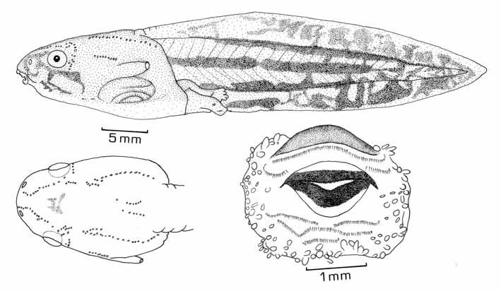 68 Caramaschi: Girino de Sphaenorhynchus surdus Materiais e Métodos Girinos de Sphaenorhynchus surdus em diversos estágios de desenvolvimento foram coletados nas cabeceiras do rio Taquari, Alto da