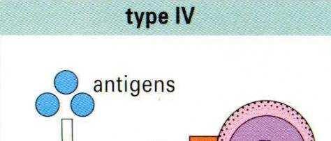Hipersensibilidade do tipo IV Reacção