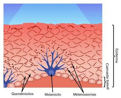 MELANOGÊNESE OU SÍNTESE DA MELANINA Processo bioquímico de formação de melanina que ocorre no interior dos melanócitos.