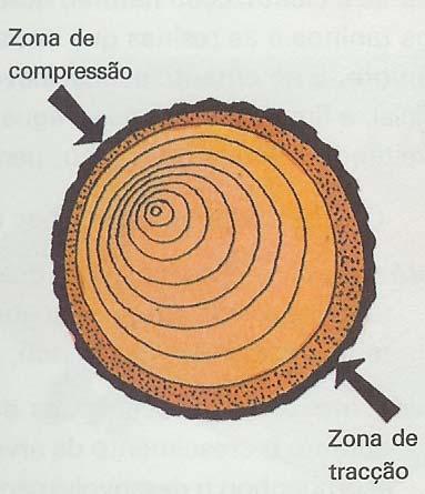 FIGURA 44 Excentricidade da Medula (in Valente 1988 p. 40) FIBRAS TORCIDAS As fibras dispõem-se, geralmente, paralelas ao eixo da árvore.