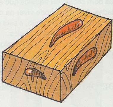 FIGURA 49 Bolsas de Resina (in Valente, 1988, p. 44) BOLSAS DE CASCA DE ÁRVORE São, geralmente, as bolsas que surgem nas inclusões de casca dentro da madeira.