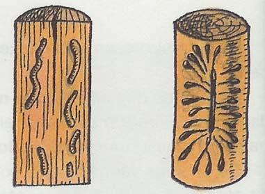 Há, porém, insectos que se alimentam na celulose e lenhina da madeira já bem seca e velha, as mais das vezes. Quando o insecto atingir a fase adulta, abandona a madeira.