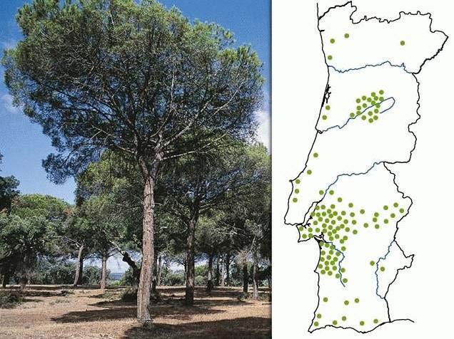 Pinheiro-Manso Nome botânico Pinos Pinea é um tipo de árvore que se caracteriza por ser constituída por uma grande quantidade de ramificações o que origina, na extracção da sua madeira, que seja