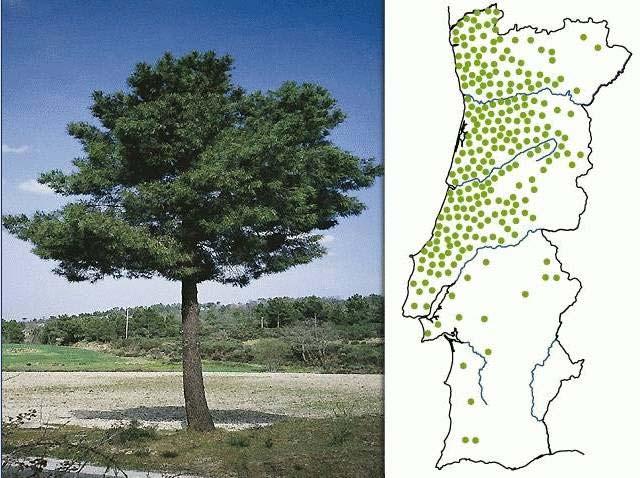 Pinheiro-Bravo Nome botânico Pinos Pinaster é uma espécie muito comum nas nossas áreas florestais, embora como se trata de uma árvore resinosa é uma das mais destruídas (a sua resina é um forte