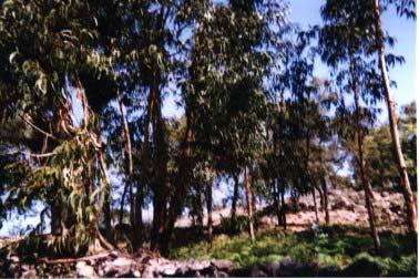 Eucalipto Nome botânico Eucalyptus Globulus é uma árvore com raízes profundas, tem provocado problemas de erosão do solo e alteração do regime hídrico em algumas zonas do país, principalmente