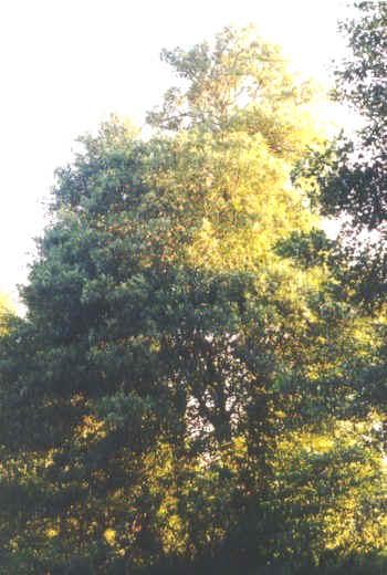 Amieiro (Alnus glutinosa Gaertn) O amieiro é uma árvore que atinge uma altura máxima de 35 m e raramente ultrapassa os 120 anos de idade.